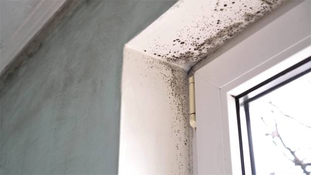 Certified Mold Removal in Granite Falls, NC