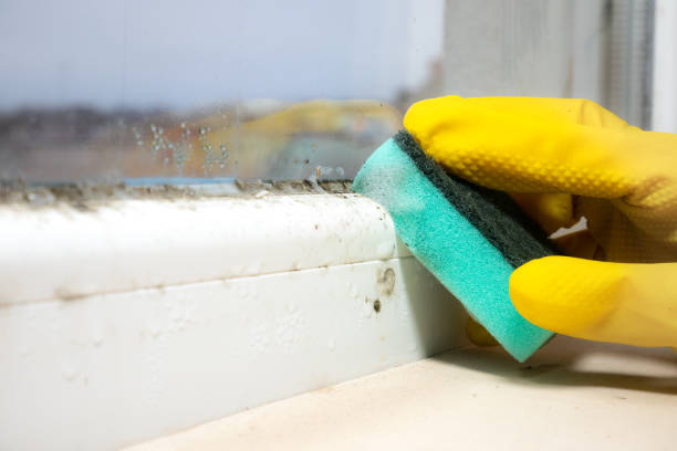 Best Mold Removal Company Near Me  in Granite Falls, NC