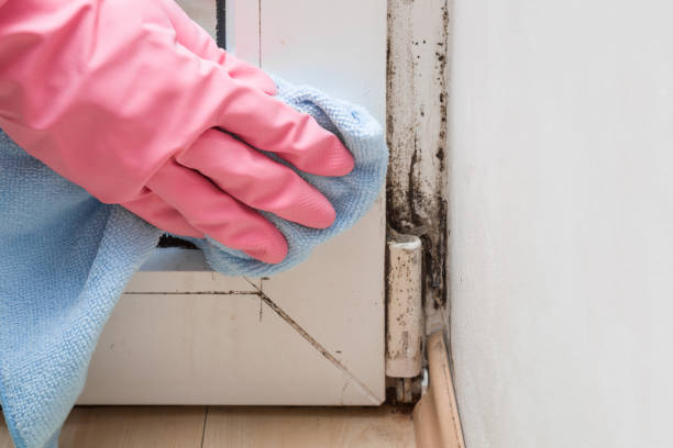 Best Black Mold Removal  in Granite Falls, NC