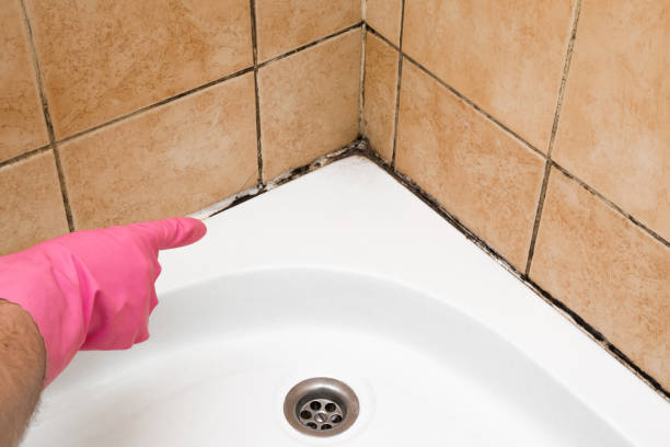 Best Home Mold Removal  in Granite Falls, NC