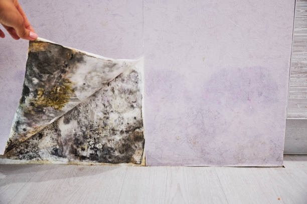 Crawl Space Mold Removal in Granite Falls, NC